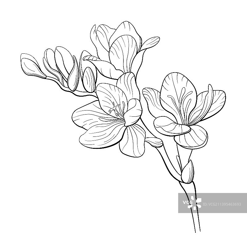 小苍兰花轮廓图片素材