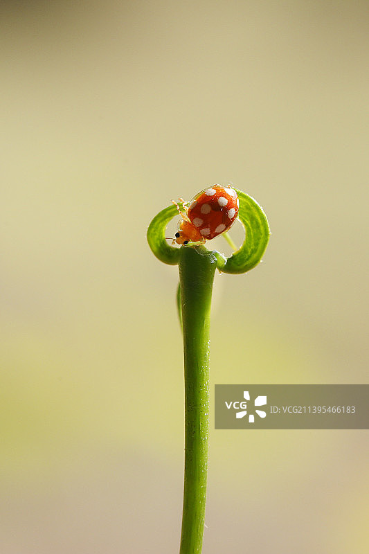 瓢虫图片素材