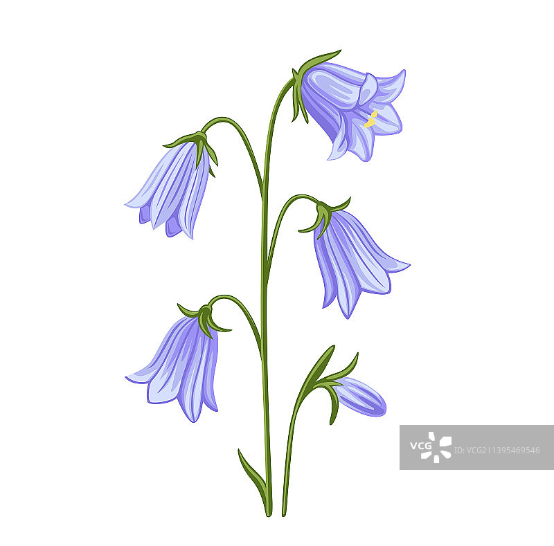 风铃草图片素材