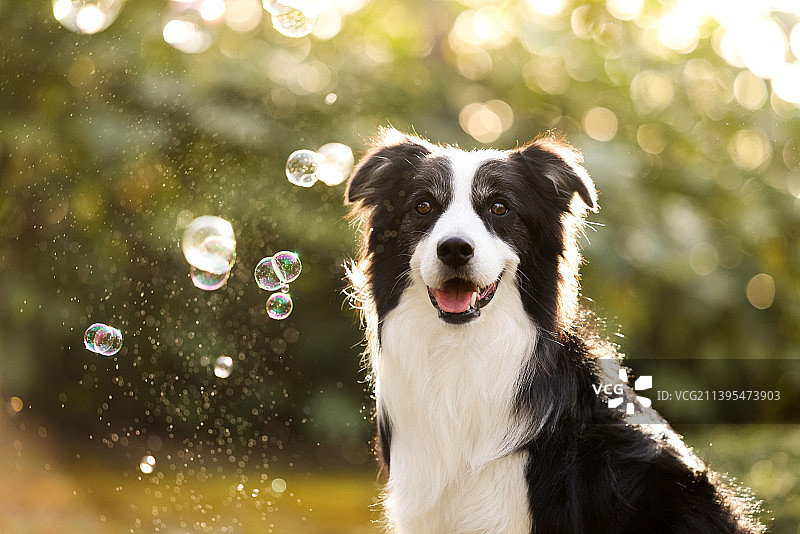 户外嬉戏的边境牧羊犬图片素材