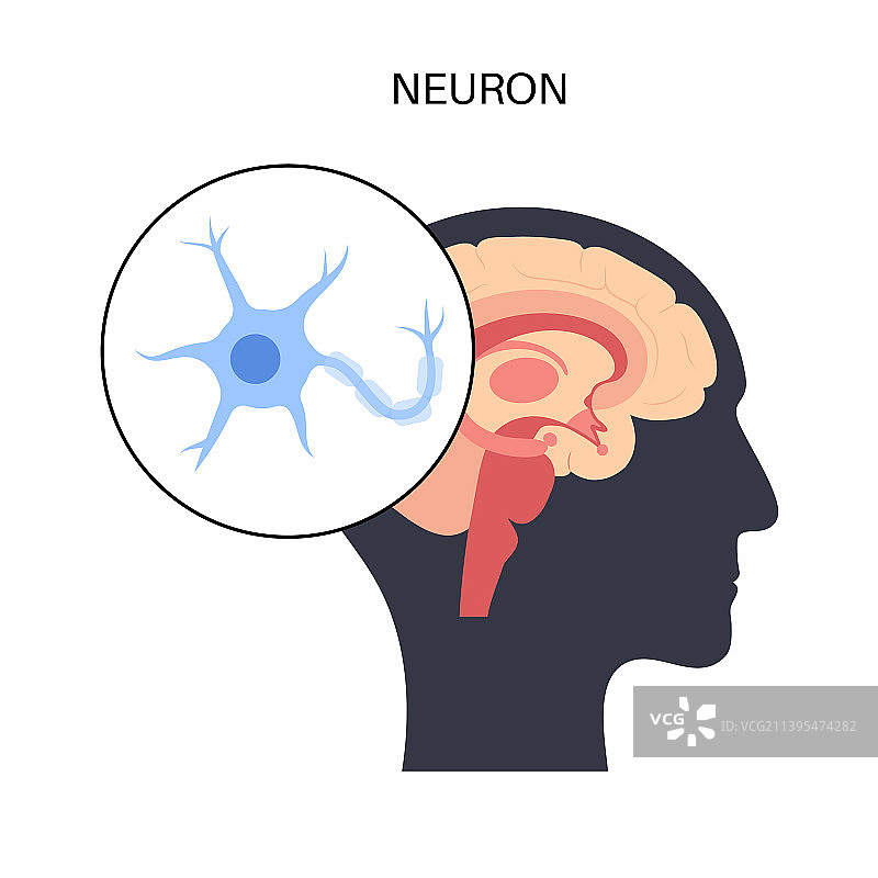 神经元解剖海报图片素材