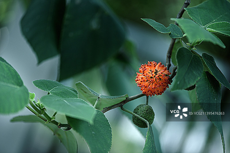 构树桃图片素材