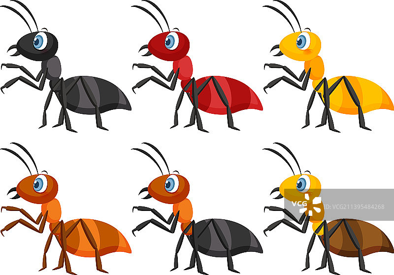 一组不同的蚂蚁图片素材