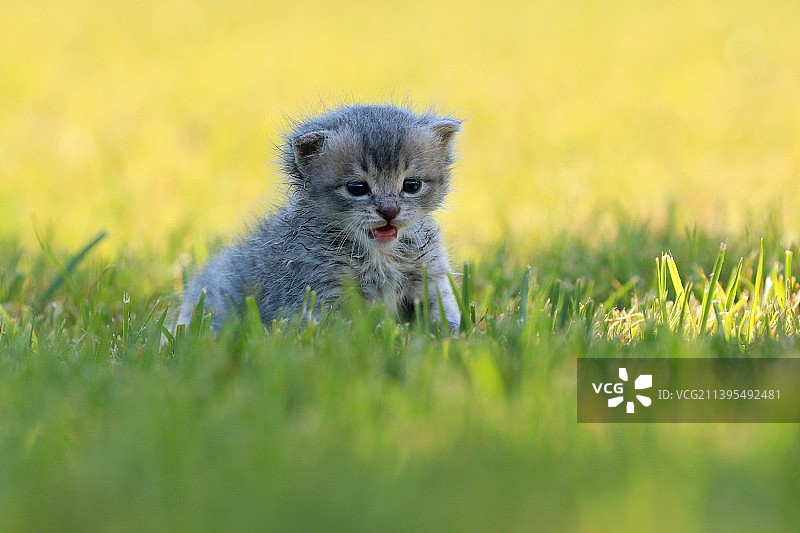 草地上的小猫图片素材