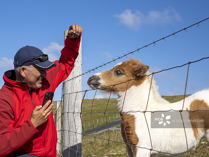 在英国苏格兰设得兰群岛，男子在设得兰矮种小马驹旁图片素材