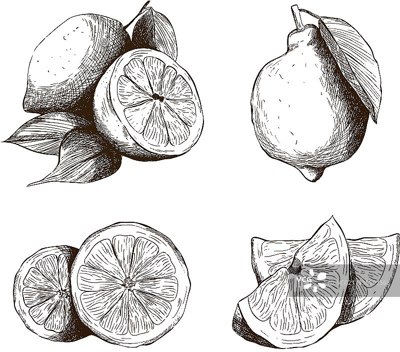 柠檬线性艺术图片素材图片素材