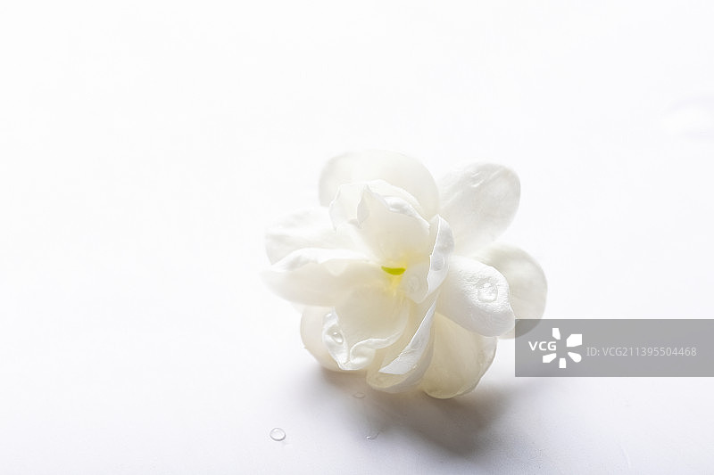 一朵白色的茉莉花图片素材
