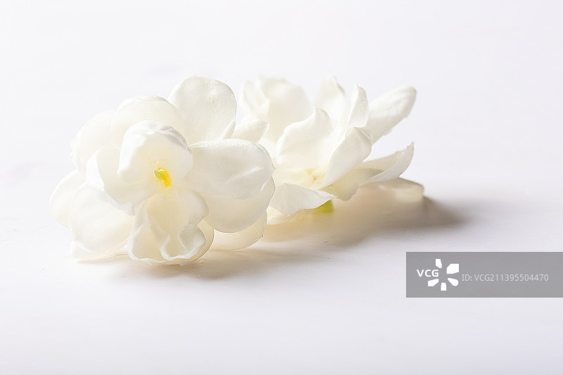 一朵白色的茉莉花图片素材