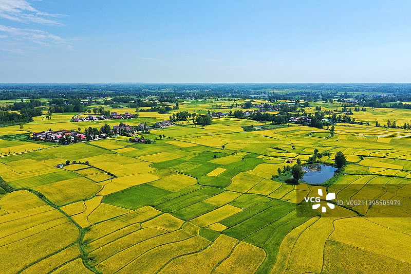 八月的稻田图片素材