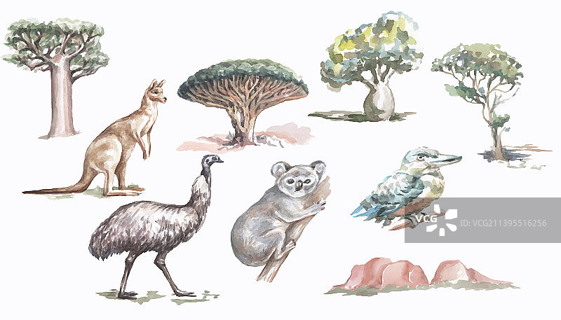 澳大利亚动物鸟类树木水彩手绘图片素材
