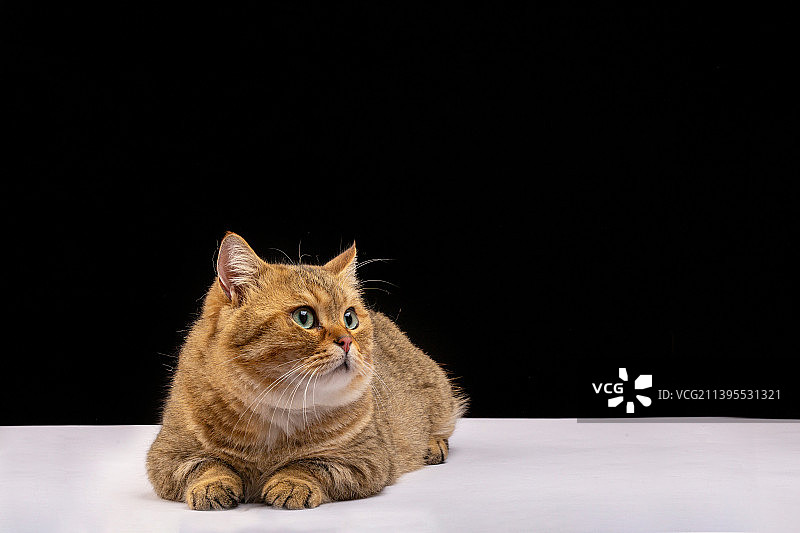 影棚拍摄宠物猫图片素材
