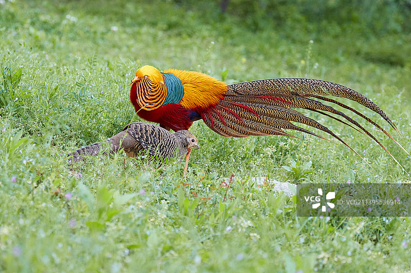 红腹锦鸡-Chrysolophus pictus图片素材