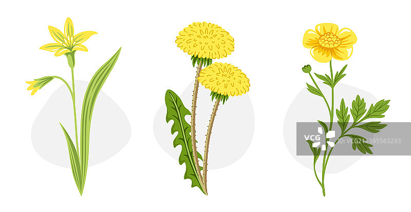 蒲公英毛茛Gagea Lutea黄色花朵图片素材