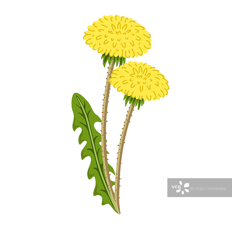 黄色蒲公英植物图片素材