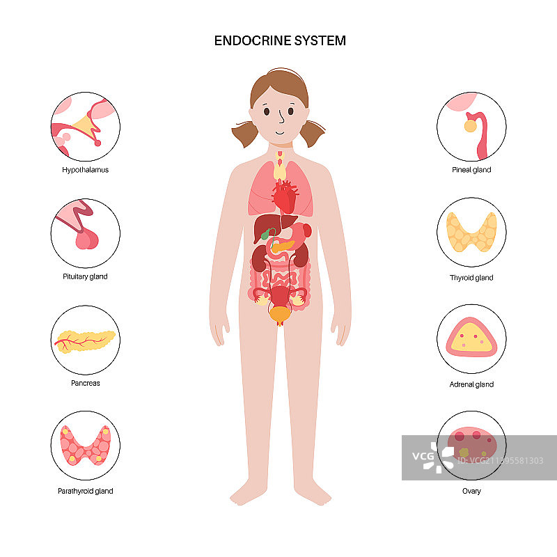 人类内分泌系统图片素材