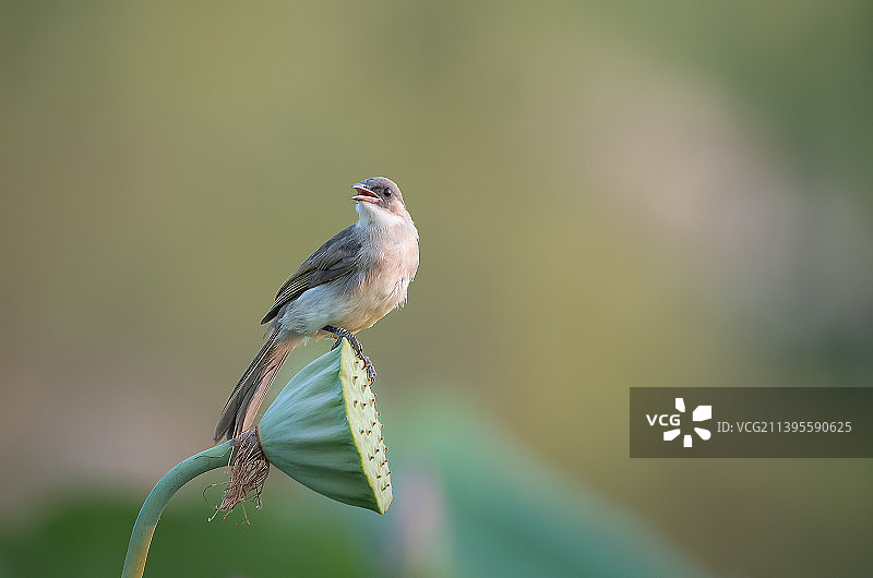 黄昏时分的白头鹎图片素材