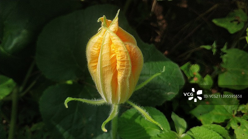 南瓜花图片素材