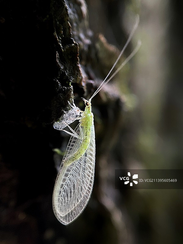 草蜻蛉羽化图片素材