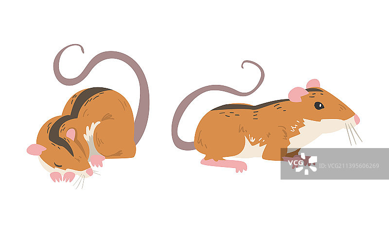 长尾田鼠图片素材