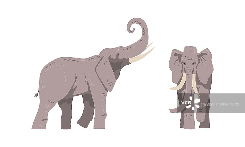 作为大型非洲动物站立的大象图片素材