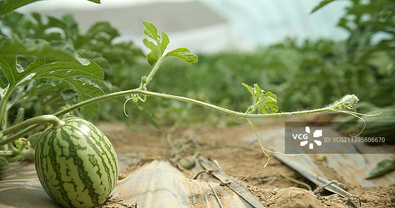大棚西瓜图片素材