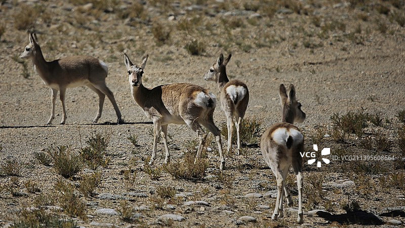 西藏以西图片素材