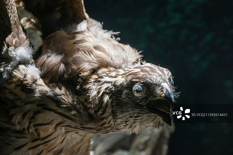 猛禽模型的特写镜头图片素材