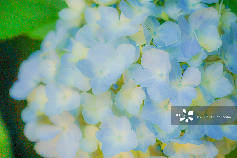 蓝色绣球花特写图片素材