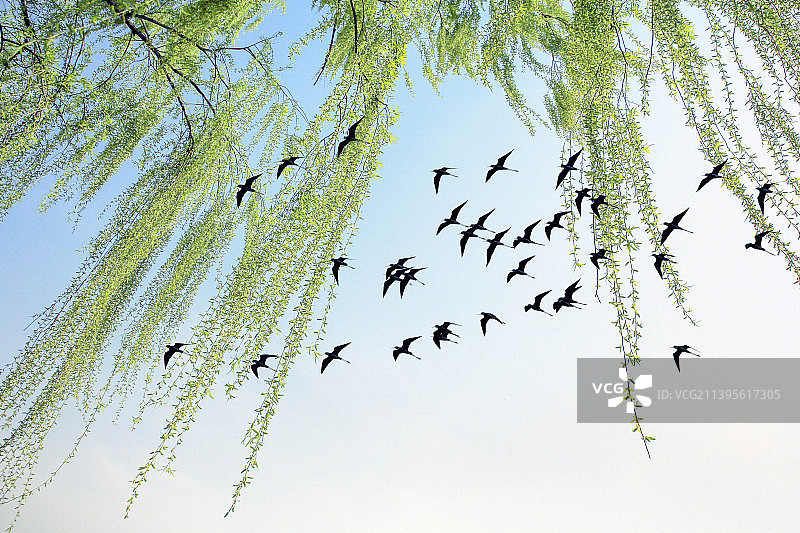 柳亸莺娇图片素材