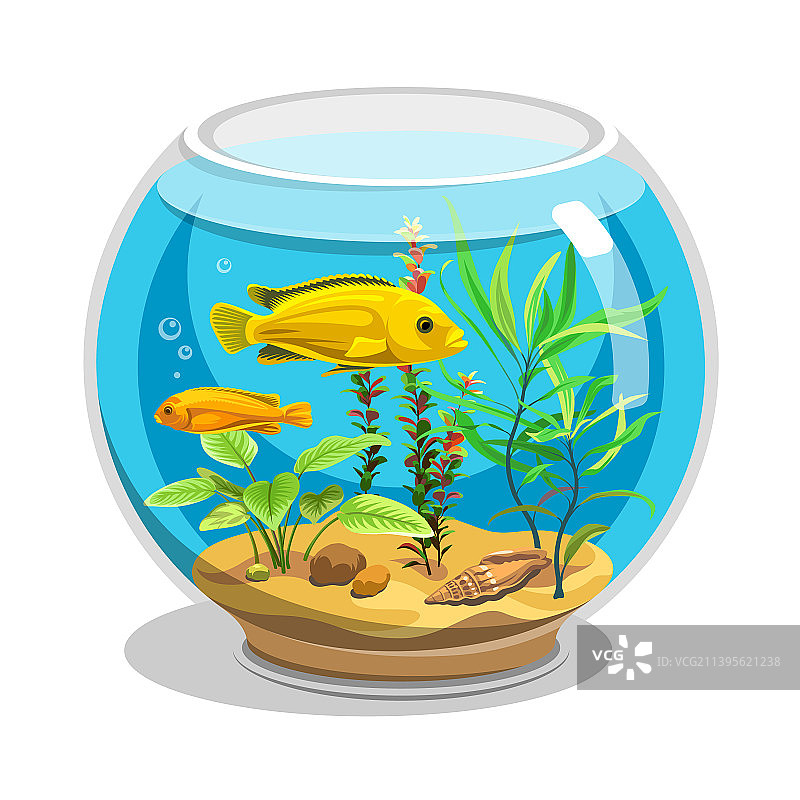 水族箱金鱼图片素材