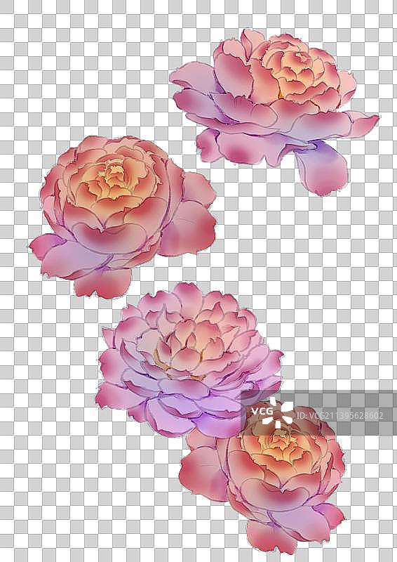 芙蓉花图片素材