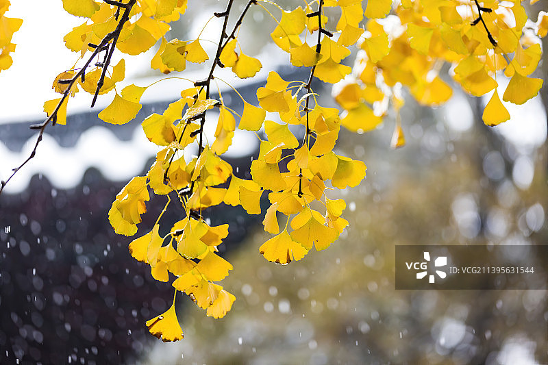 下雪天的银杏图片素材