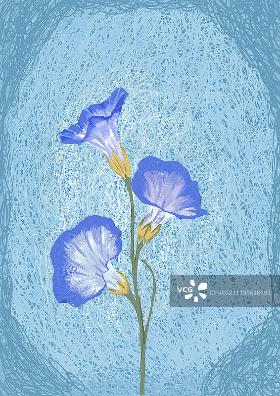 线圈牵牛花图片素材