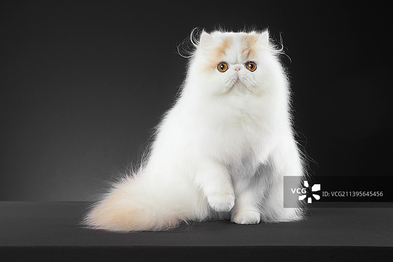 波斯猫图片素材