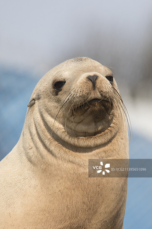 加州海狮特写图片素材