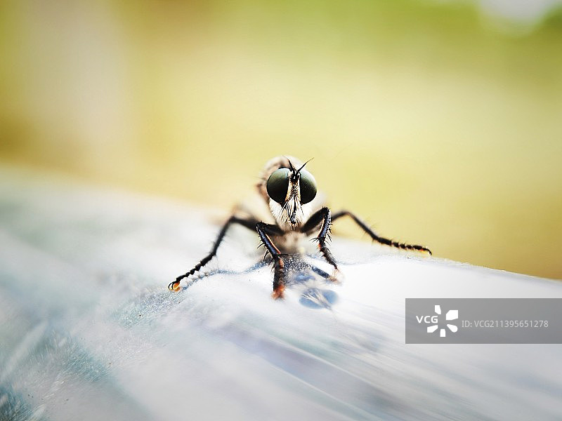 虻虫正脸照图片素材