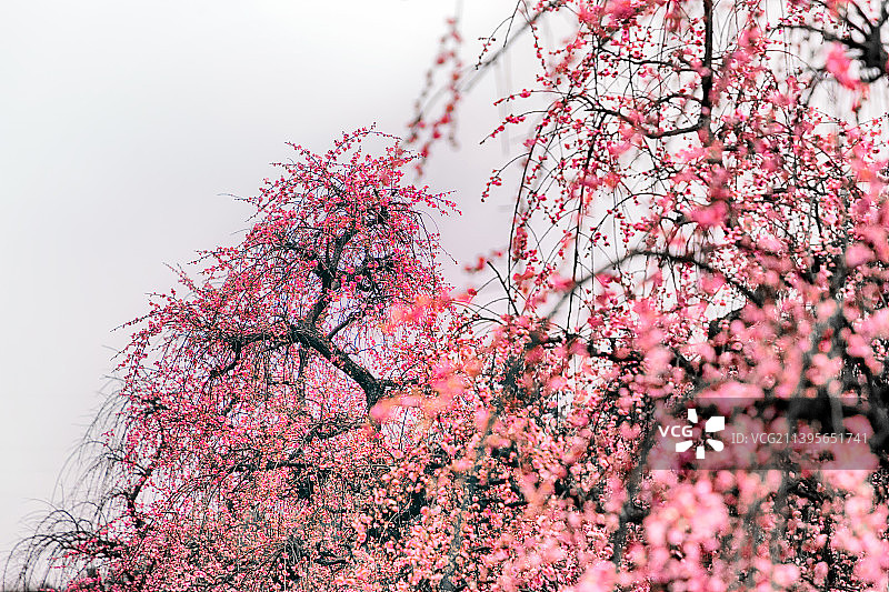 大观园里的垂枝梅图片素材
