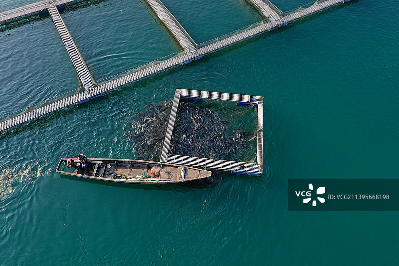 浙江千岛湖生态包头鱼养殖捕捞图片素材