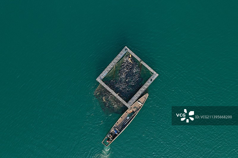 浙江千岛湖生态包头鱼养殖捕捞图片素材