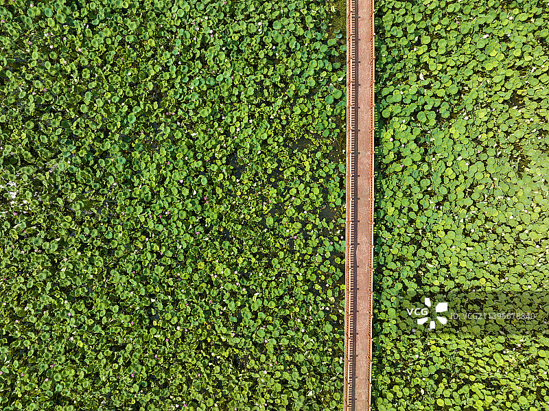 航拍夏天荷塘荷池栈道自然风光图片素材