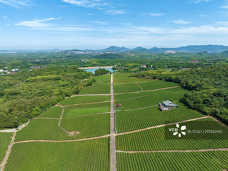 江苏省宜兴市张渚镇乡村茶场航拍风光图片素材