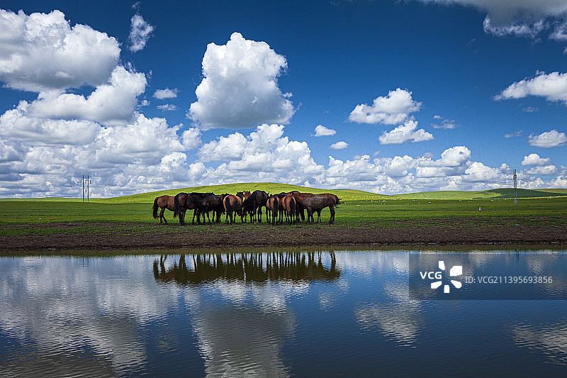 蓝天白云下的草原图片素材