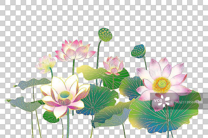 夏天西湖荷花盛开美景手绘插画元素图片素材