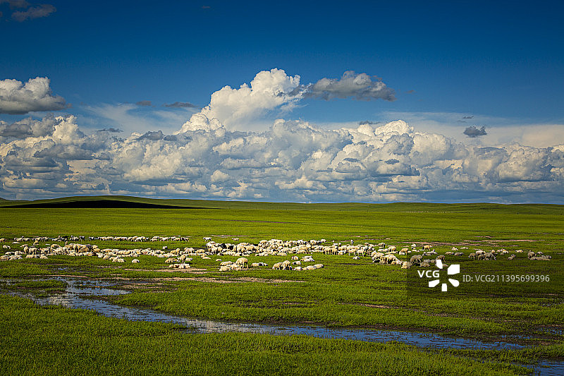 草原上的羊群图片素材