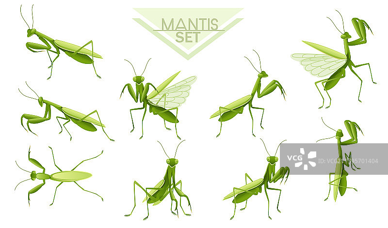 绿色祈祷螳螂卡通昆虫合集图片素材