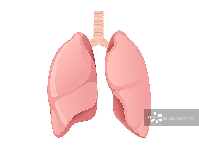 人类肺部卡通设计人体解剖器官图片素材