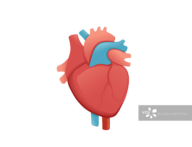卡通人体心脏器官设计图片素材