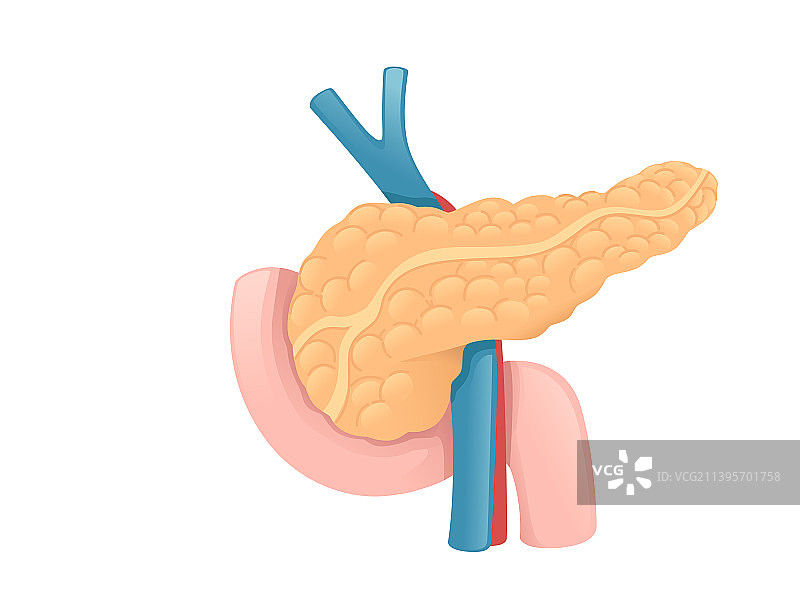人的胰腺卡通设计人体解剖器官图片素材