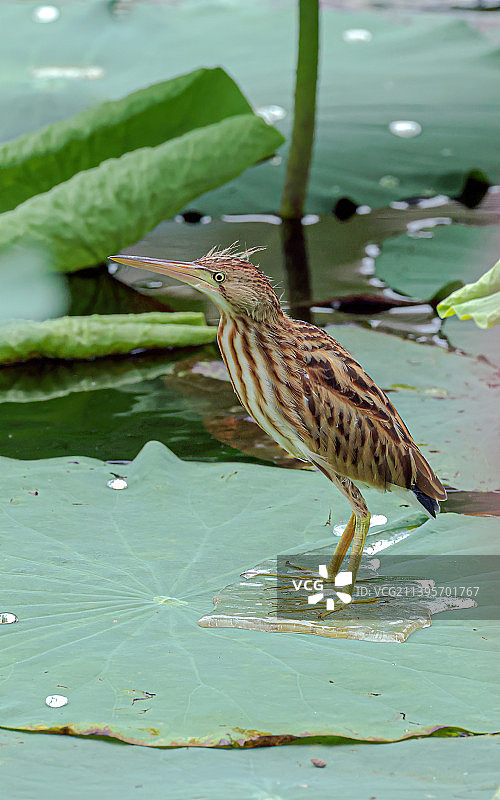 黄苇鳽图片素材