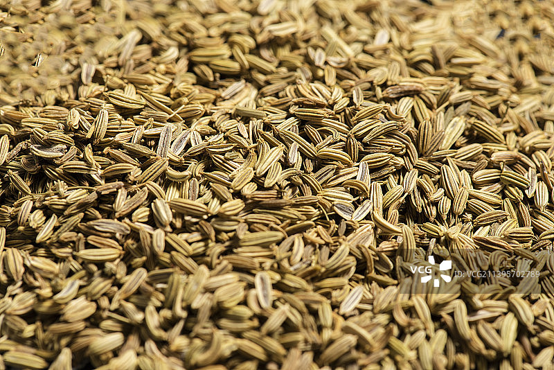 茴香图片素材